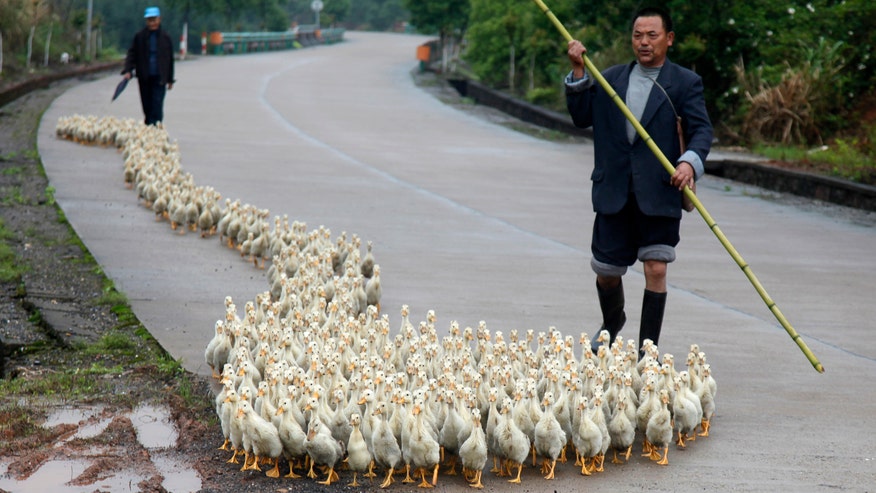 Bird flu ducks_Reuters.jpg